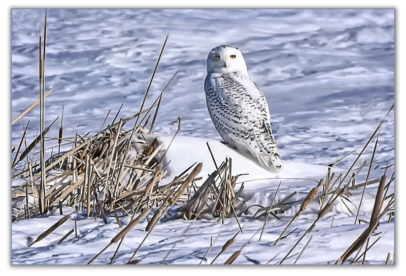 Here's Looking at You by Marlene Smith